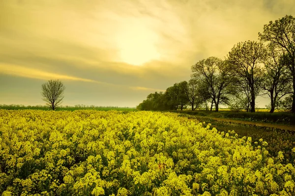 春の黄色の開花菜の花畑と孤独な木 春の風景 — ストック写真