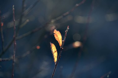 Erimiş don damlalarında kalan son sarı yapraklara sahip dallar ve koyu doğal bir arka planda ışıldayan bokeh. Sonbaharın sonu.