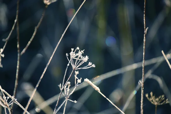 Fleurs Sèches Herbe Dans Givre Sur Fond Naturel Sombre Matin — Photo