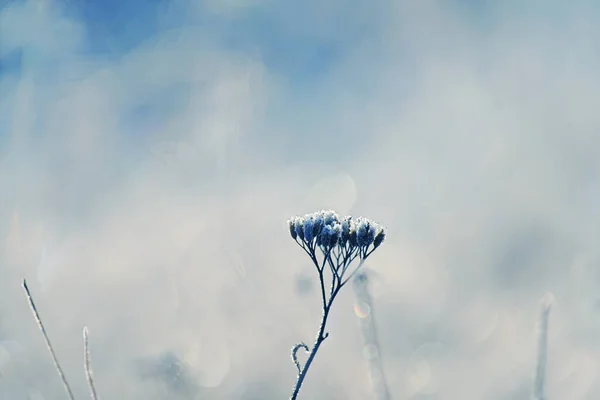 霜の中で繊細な透かし彫りの花 優しくライラックの霜の多い自然の冬の背景 新鮮な空気の中で美しい冬の朝 ソフトフォーカス — ストック写真