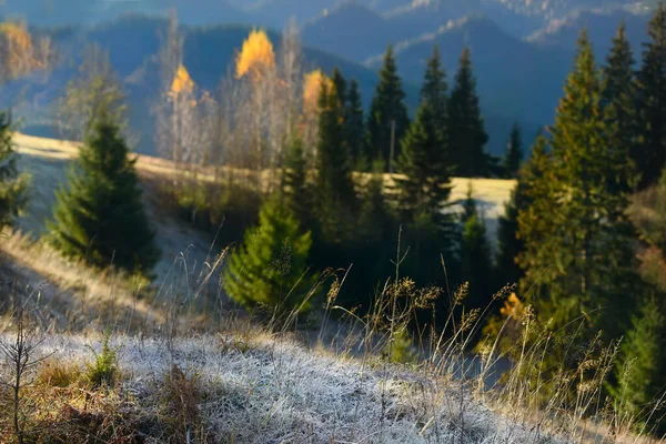 Early Frosty Morning Mountains First Frost Grass Last Yellow Leaves — Stock Photo, Image