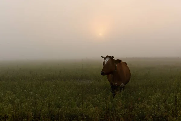 Kühe Frühen Morgen Auf Einer Nebligen Weide Weicher Künstlerischer Fokus — Stockfoto