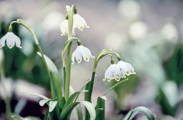 Primi Fiori Primaverili Sono Delicati Bucaneve Bianchi Concentrazione Selettiva Morbida — Foto Stock