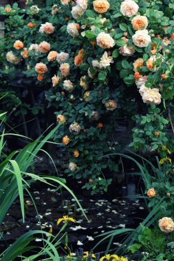 Bahçede çiçek açan bej gül fidanları çalıları var. Vintage fotoğraf.