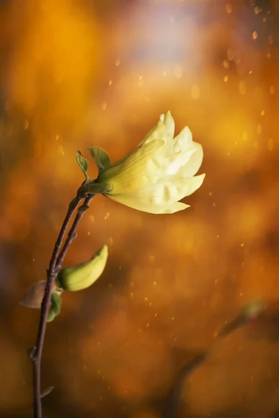 Gelbe Magnolienblüte Auf Einem Natürlichen Hintergrund Eines Frühlingsgartens — Stockfoto