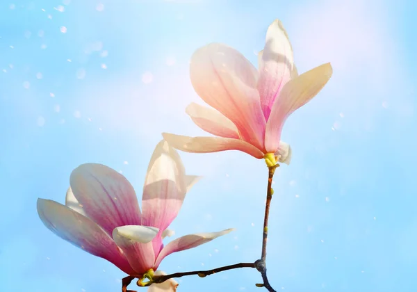 Delikat Ljus Blommig Bakgrund Rosa Magnolia Blommor Naturlig Blommig Bakgrund — Stockfoto