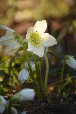 Bahar bahçesindeki ilk bahar çiçekleri. Taşçiçeği..