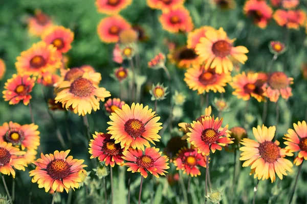 Coriopsis Çiçekleri Doğal Arka Planda Yemyeşil Kırmızı Renkli Papatyalar — Stok fotoğraf