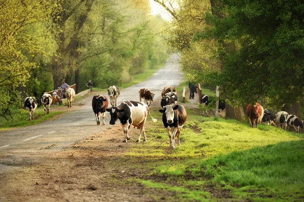 Troupeau Vaches Rentrant Pâturage Soir — Photo