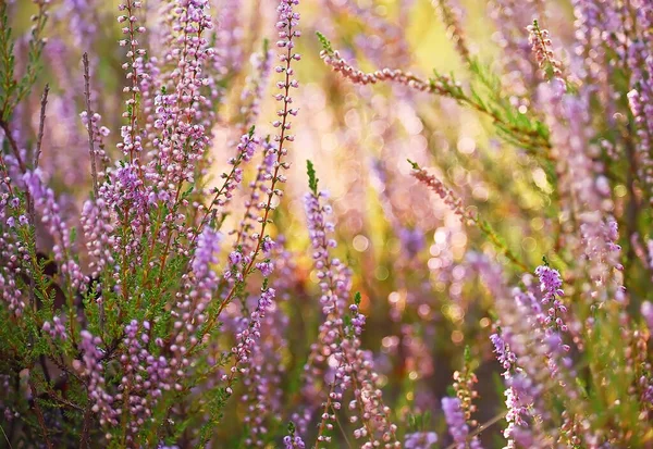 Foto Embaçada Suave Urze Lilás Bokeh Fundo — Fotografia de Stock