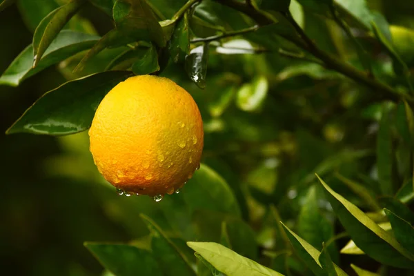 Des Gouttes Orange Mûre Après Pluie Dans Jardin Verdoyant Gros — Photo