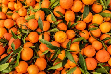 Bir sürü yeşil yapraklı mandalina. Mandalina arkaplanı.