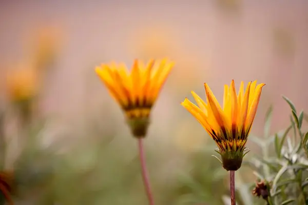 Turuncu Kaplıca Çiçekleri Çok Yumuşak Seçici Bir Odak Sanatsal Fotoğraf — Stok fotoğraf