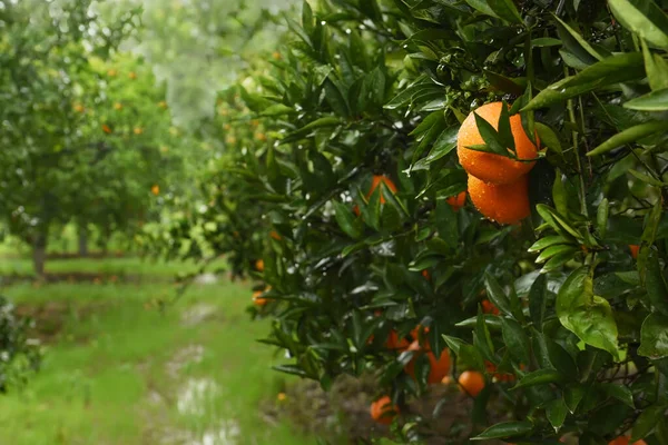 Ripe oranges on tree branches in an orange garden.