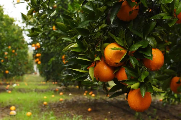 Oranges Mûres Sur Les Branches Arbres Dans Jardin Orange — Photo