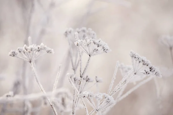 Delicadas Flores Aberturas Geada Suavemente Lilás Congelado Fundo Inverno Natural — Fotografia de Stock