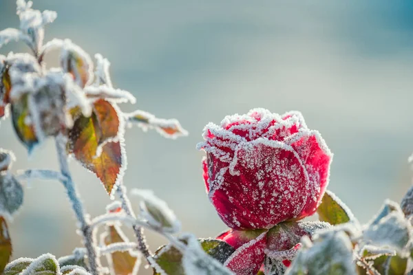 赤い霜の朝に結晶中に上昇した 非常に柔らかい選択的焦点 雪の中で凍るバラ — ストック写真