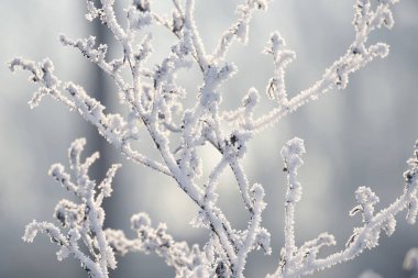 Ayaz mevsiminde narin çiçekler. Nazikçe soğuk, doğal kış arka planı. Temiz havada güzel bir kış sabahı. Yumuşak odak. 