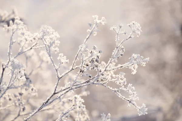 Delikatne Ażurowe Kwiaty Mrozie Delikatnie Mroźne Naturalne Tło Zimowe Piękny — Zdjęcie stockowe