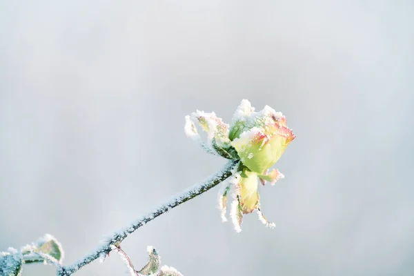 黄色的玫瑰结满了霜 非常软的选择性焦点 一朵玫瑰花在雪地里冻僵了 — 图库照片