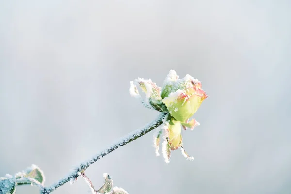 Rosa Gialla Cristalli Gelo Concentrazione Selettiva Molto Morbida Una Rosa — Foto Stock