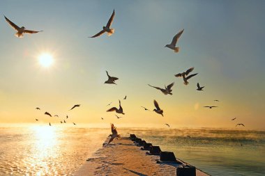 Sabahın erken saatlerinde deniz kenarında. Martılar ve ıssız bir rıhtım. Karadeniz. Odessa 'da. Donarak yükselen eşsiz bir deniz fenomeni..