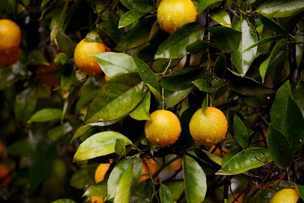 Dojrzałe Pomarańcze Gałęziach Drzew Pomarańczowym Ogrodzie — Zdjęcie stockowe