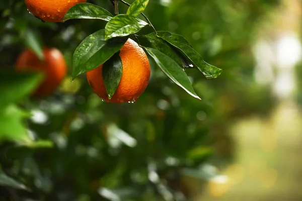 Oranges Mûres Sur Les Branches Arbres Dans Jardin Orange — Photo