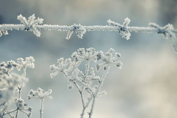 Delicate Openwork Flowers Frost Gently Lilac Frosty Natural Winter Background — Stock Photo, Image
