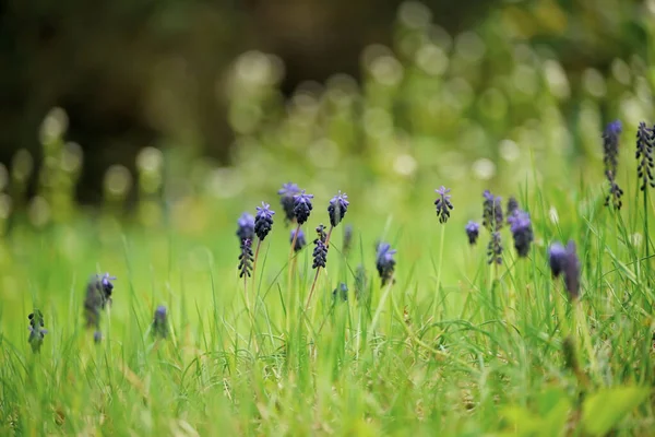 Primeiras Flores Primavera Prado Verde Lilac Muscari Flores Grama Verde — Fotografia de Stock