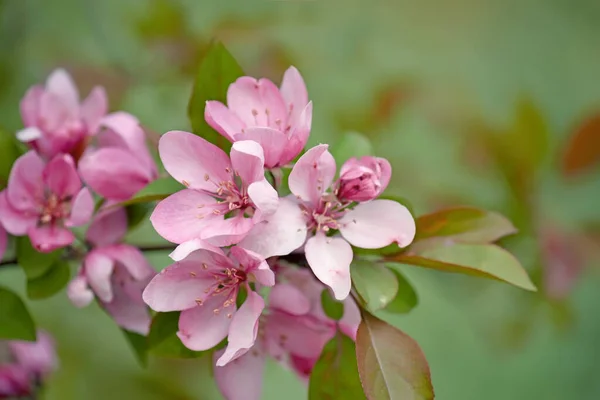 Delicate Pink Flowers Apple Tree Spring Garden Close — Stock Photo, Image