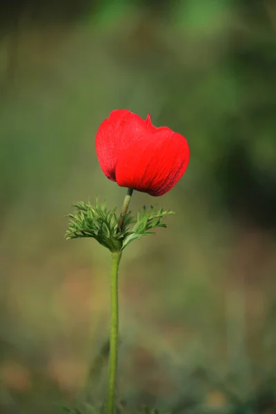Яскраво Червона Квітка Анемони Ранньої Весни Зеленому Саду — стокове фото