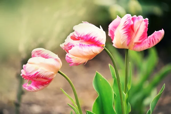 Красочные Цветы Тюльпанов Весеннем Саду — стоковое фото