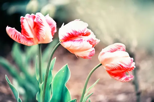 Красочные Цветы Тюльпанов Весеннем Саду — стоковое фото