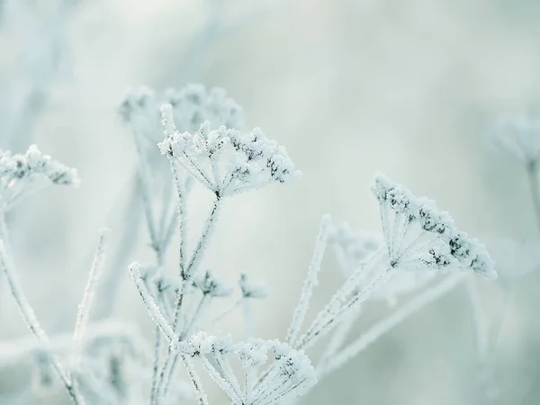 Delicadas Flores Aberturas Geada Suavemente Lilás Congelado Fundo Inverno Natural — Fotografia de Stock