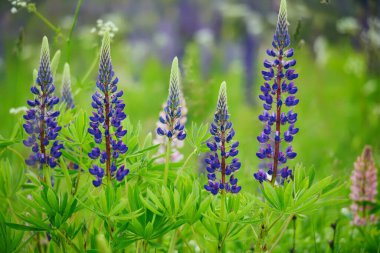 Yeşil bir çayırda güzel çiçekler mor lupinler. yumuşak seçici odak.