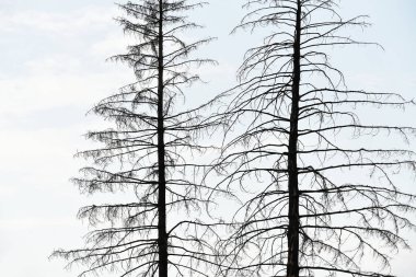 Gökyüzüne karşı iki kuru ladin ağacı.