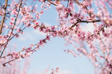 Mavi gökyüzüne karşı parlak güneş ışığında şeftali ağacının narin pembe çiçekleri olan bir dal. yumuşak seçici odaklanma. Meyve bahçelerinin bahar çiçekleri.