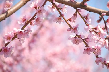 Mavi gökyüzüne karşı parlak güneş ışığında şeftali ağacının narin pembe çiçekleri olan bir dal. yumuşak seçici odaklanma. Meyve bahçelerinin bahar çiçekleri.