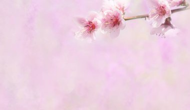 Mavi gökyüzüne karşı parlak güneş ışığında şeftali ağacının narin pembe çiçekleri olan bir dal. yumuşak seçici odaklanma. Meyve bahçelerinin bahar çiçekleri. 