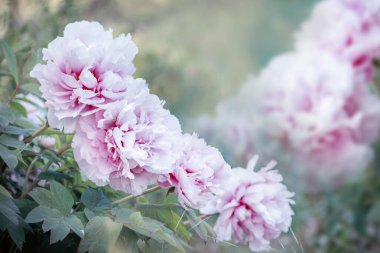 Bahar bahçesinde çiçek açan pembe şakayıklar. Sık sık seçici bir odak noktası.. 