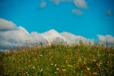 Güneşli bir yaz günü tepede çiçek açan çayır ve kabarık bulutlu mavi gökyüzü..