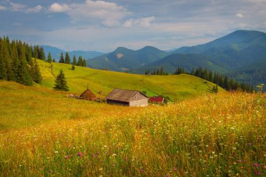 Yeşil dağların arasında çiçekler olan bir çayırda basit bir ev. Karpatlar. Ukrayna.