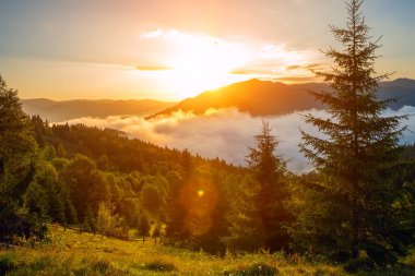  Dağlarda güzel bir gün doğumu. Siste fidan ağaçları ve şafakta dağların karanlık siluetleri.