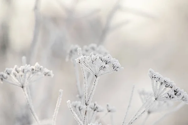 delicate openwork flowers in the frost. Gently lilac frosty natural winter background. Beautiful winter morning in the fresh air. Soft focus.