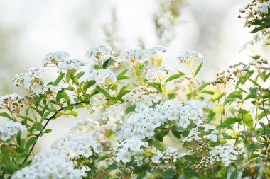 Bahar bahçesindeki beyaz çiçeklerin yemyeşil dalları..