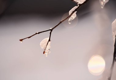 Gün ışığında eriyen buzun içinde ağaç dalında bir tomurcuk. Isınmanın başlangıcı, doğanın uyanışı. çok yumuşak odak. 