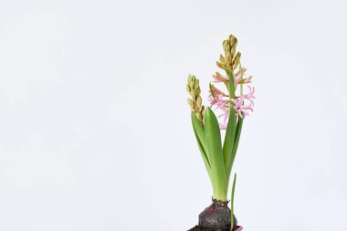 Beyaz arka planda ampullü pembe sümbül çiçeği. Bahar çiçekleri.