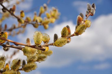 Branches of blooming fluffy pussy willow in early spring against the blue sky. The awakening of nature.