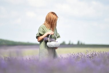 Lavanta tarlasında sepetten lavanta toplayan bir kız. Güneşli yaz güzel gün